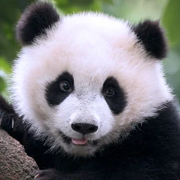 Значок The Panda