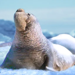 Значок The Seal Elephant
